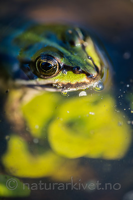 BB 15 0558 / Pelophylax esculentus / Hybridfrosk